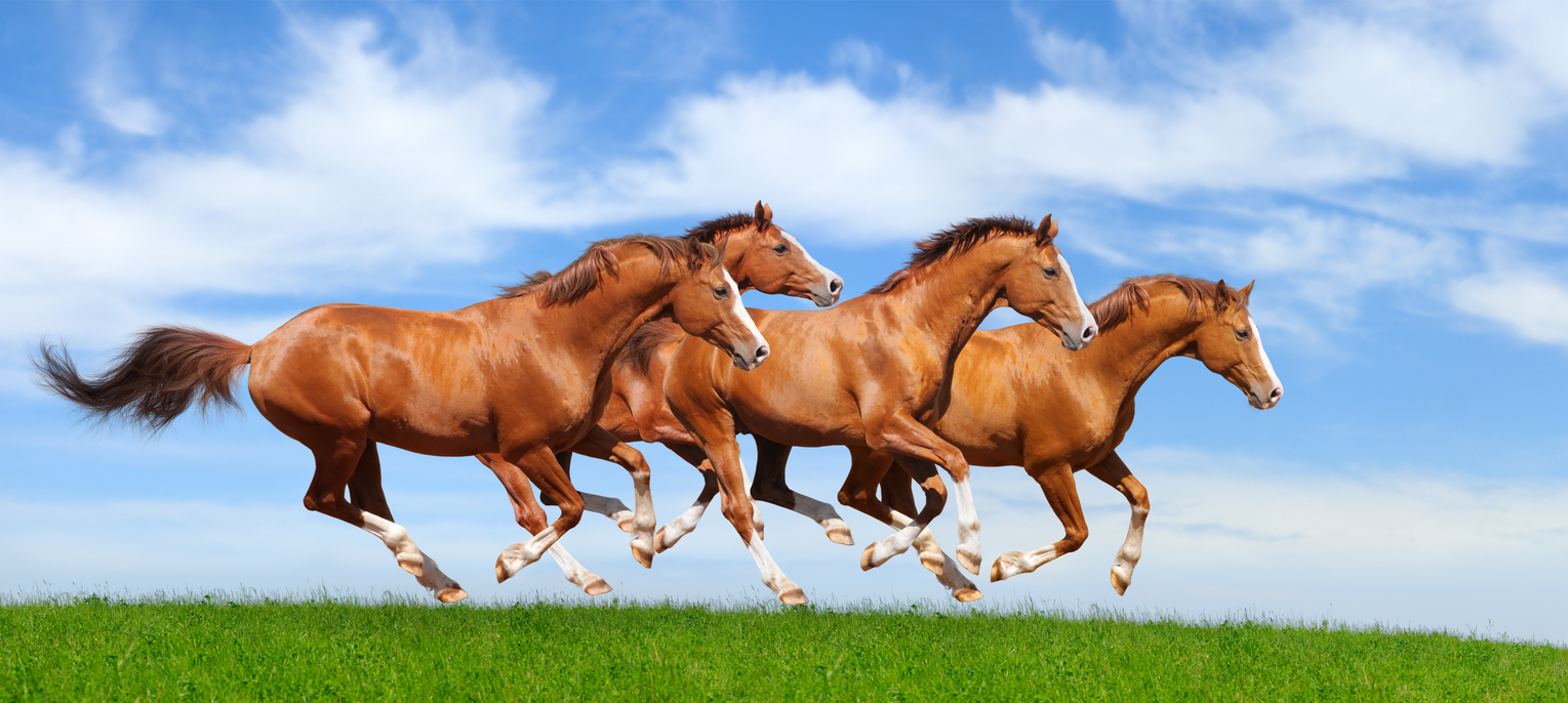 Four trakehner sorrel stallions gallop in field