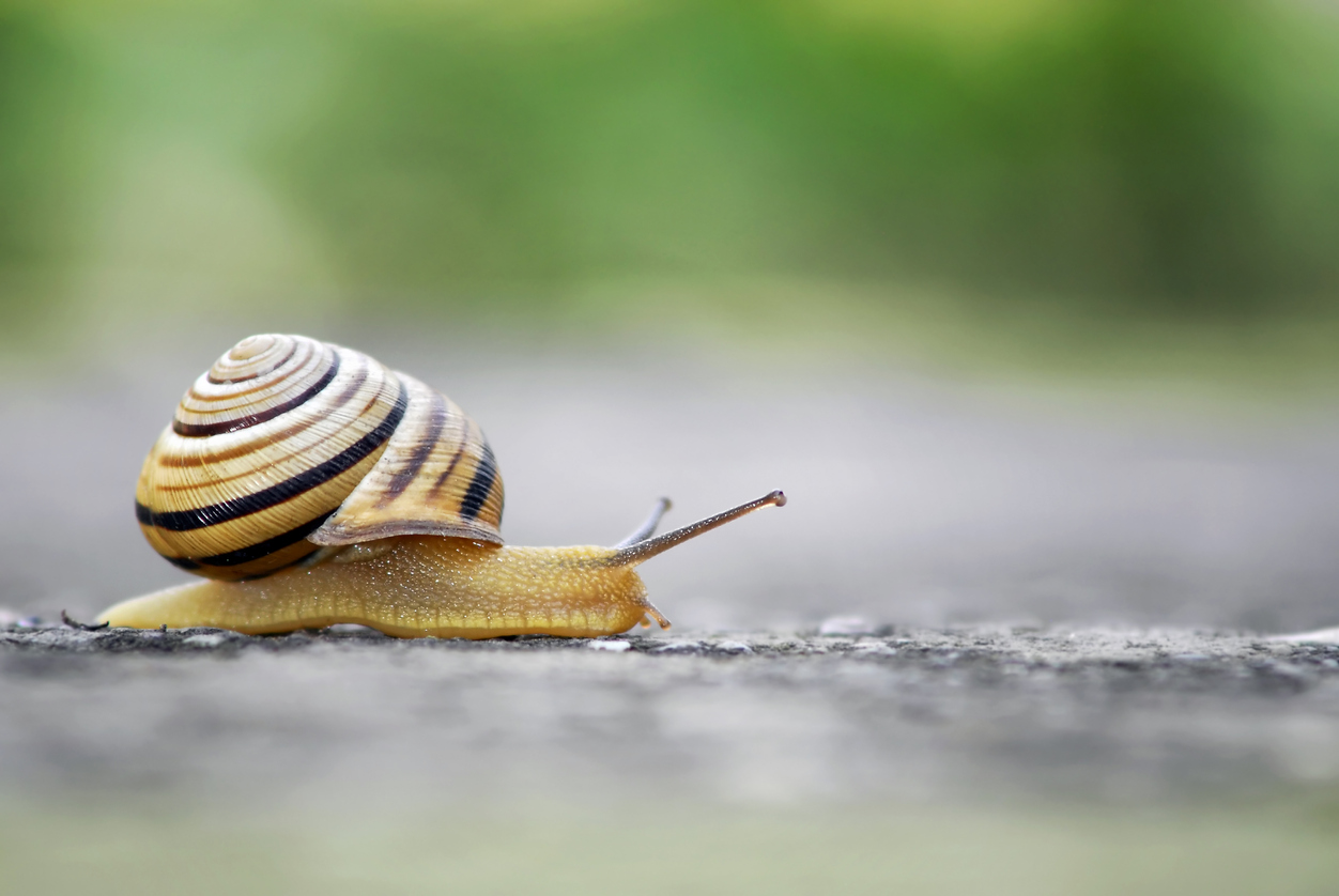 Close up shot of moving snail.